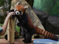 A Red Panda (Fujimaru, 2 years old) is imported from Tama Zoological Garden, Japan, as part of the International Breeding program between PT...