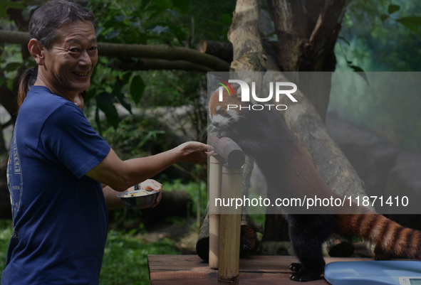 Consul General of Japan, Takeyama Kenichi (left), looks at a red panda (Fujimaru, 2 years old) imported from Tama Zoological Garden, Japan,...