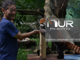 Consul General of Japan, Takeyama Kenichi (left), looks at a red panda (Fujimaru, 2 years old) imported from Tama Zoological Garden, Japan,...