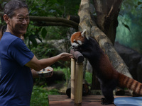 Consul General of Japan, Takeyama Kenichi (left), looks at a red panda (Fujimaru, 2 years old) imported from Tama Zoological Garden, Japan,...