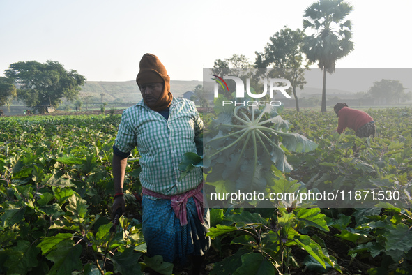 Farmers work in a cauliflower field on a winter morning in Kolkata, India, on December 15, 2024. 