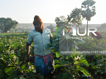 Farmers work in a cauliflower field on a winter morning in Kolkata, India, on December 15, 2024. (