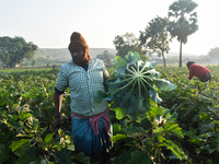 Farmers work in a cauliflower field on a winter morning in Kolkata, India, on December 15, 2024. (