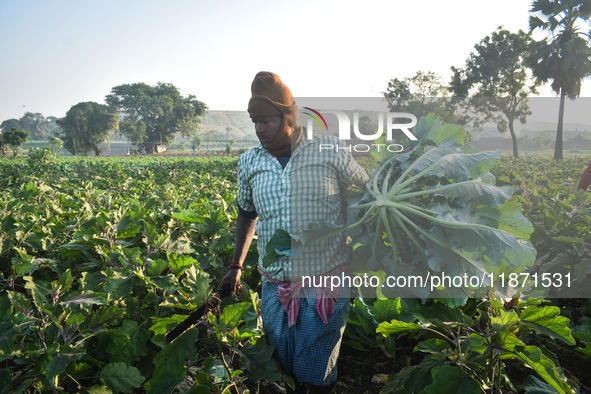 A farmer works in a cauliflower field on a winter morning in Kolkata, India, on December 15, 2024. 