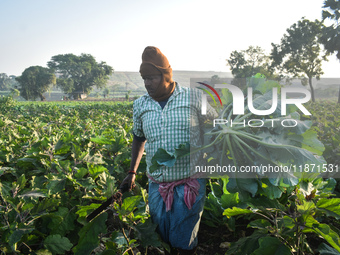 A farmer works in a cauliflower field on a winter morning in Kolkata, India, on December 15, 2024. (