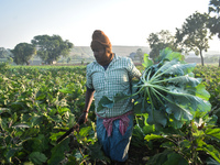 A farmer works in a cauliflower field on a winter morning in Kolkata, India, on December 15, 2024. (