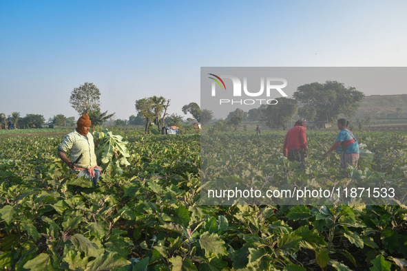 Farmers work in a cauliflower field on a winter morning in Kolkata, India, on December 15, 2024. 