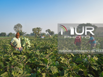 Farmers work in a cauliflower field on a winter morning in Kolkata, India, on December 15, 2024. (