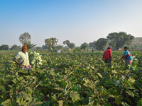 Farmers work in a cauliflower field on a winter morning in Kolkata, India, on December 15, 2024. (