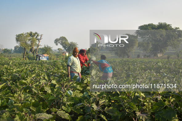 Farmers work in a cauliflower field on a winter morning in Kolkata, India, on December 15, 2024. 