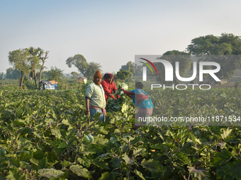 Farmers work in a cauliflower field on a winter morning in Kolkata, India, on December 15, 2024. (