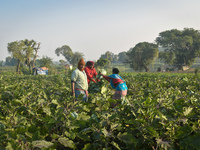 Farmers work in a cauliflower field on a winter morning in Kolkata, India, on December 15, 2024. (