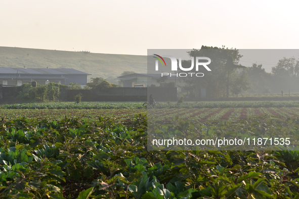 A farmer walks past a cauliflower field on a winter morning in Kolkata, India, on December 15, 2024. 