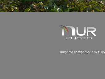 A farmer walks past a cauliflower field on a winter morning in Kolkata, India, on December 15, 2024. (