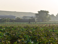 A farmer walks past a cauliflower field on a winter morning in Kolkata, India, on December 15, 2024. (