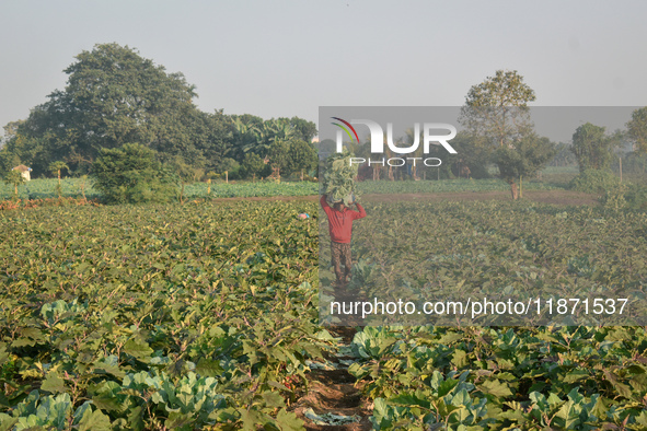 A farmer carries cauliflower on his head as he walks across a winter morning in Kolkata, India, on December 15, 2024. 