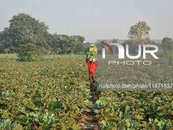 A farmer carries cauliflower on his head as he walks across a winter morning in Kolkata, India, on December 15, 2024. (