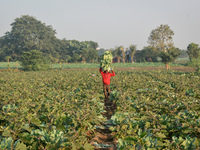 A farmer carries cauliflower on his head as he walks across a winter morning in Kolkata, India, on December 15, 2024. (