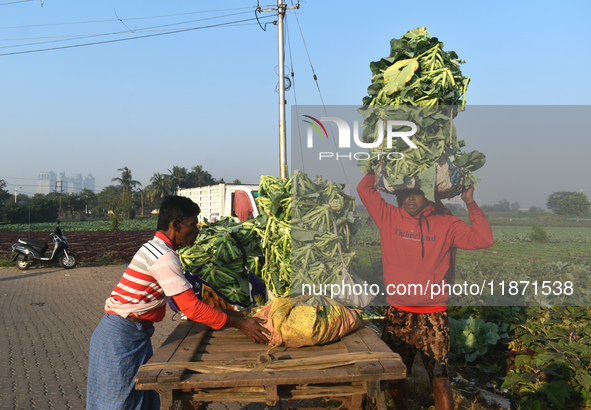 A farmer loads cauliflower into a cart to send to market on a winter morning in Kolkata, India, on December 15, 2024. 