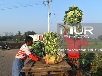 A farmer loads cauliflower into a cart to send to market on a winter morning in Kolkata, India, on December 15, 2024. (