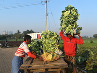 A farmer loads cauliflower into a cart to send to market on a winter morning in Kolkata, India, on December 15, 2024. (