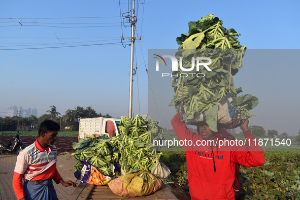 A farmer loads cauliflower into a cart to send to market on a winter morning in Kolkata, India, on December 15, 2024. 