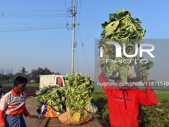 A farmer loads cauliflower into a cart to send to market on a winter morning in Kolkata, India, on December 15, 2024. (