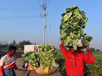 A farmer loads cauliflower into a cart to send to market on a winter morning in Kolkata, India, on December 15, 2024. (