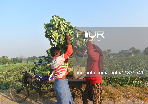 A farmer loads cauliflower into a cart to send to market on a winter morning in Kolkata, India, on December 15, 2024. 