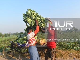 A farmer loads cauliflower into a cart to send to market on a winter morning in Kolkata, India, on December 15, 2024. (