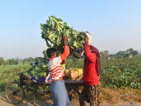 A farmer loads cauliflower into a cart to send to market on a winter morning in Kolkata, India, on December 15, 2024. (