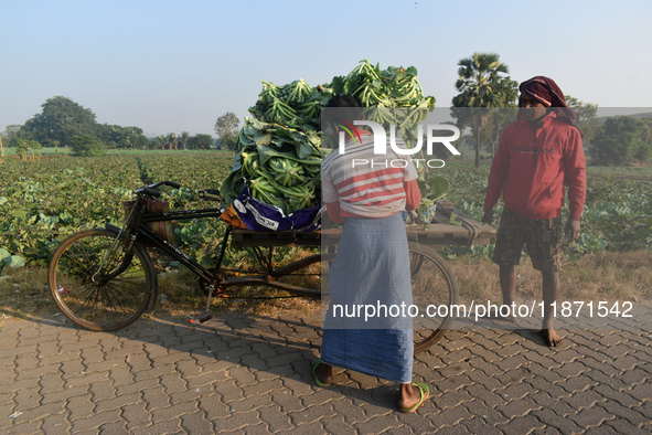 Farmers load cauliflower into a cart to send to market on a winter morning in Kolkata, India, on December 15, 2024. 