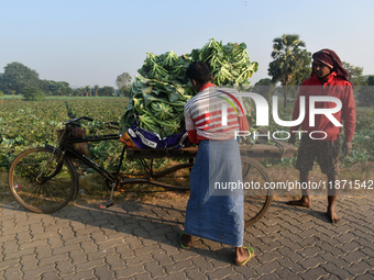 Farmers load cauliflower into a cart to send to market on a winter morning in Kolkata, India, on December 15, 2024. (