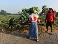 Farmers load cauliflower into a cart to send to market on a winter morning in Kolkata, India, on December 15, 2024. (