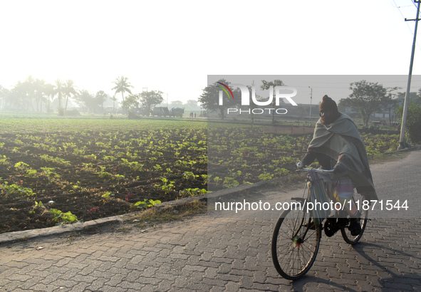 A person rides a bicycle next to a field on a winter morning in Kolkata, India, on December 15, 2024. 