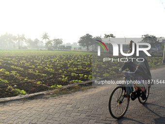 A person rides a bicycle next to a field on a winter morning in Kolkata, India, on December 15, 2024. (