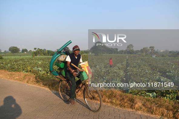 A farmer carries water pumps on his cycle as he passes next to a cauliflower field on a winter morning in Kolkata, India, on December 15, 20...