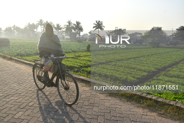 A person rides a bicycle next to a field on a winter morning in Kolkata, India, on December 15, 2024. 