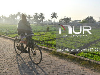 A person rides a bicycle next to a field on a winter morning in Kolkata, India, on December 15, 2024. (