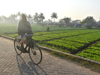 A person rides a bicycle next to a field on a winter morning in Kolkata, India, on December 15, 2024. (