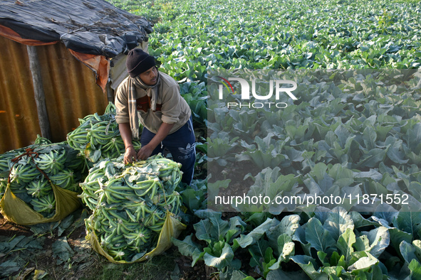 A farmer arranges cauliflower for the market on a winter morning in Kolkata, India, on December 15, 2024. 