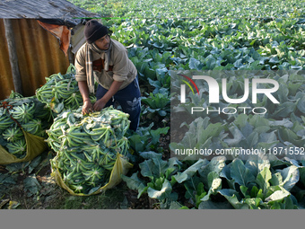 A farmer arranges cauliflower for the market on a winter morning in Kolkata, India, on December 15, 2024. (