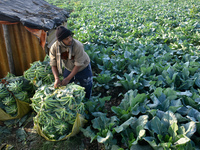 A farmer arranges cauliflower for the market on a winter morning in Kolkata, India, on December 15, 2024. (