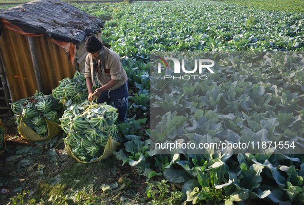 A farmer arranges cauliflower for the market on a winter morning in Kolkata, India, on December 15, 2024. 