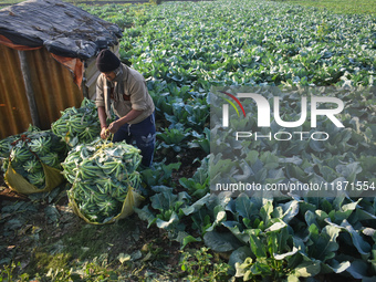 A farmer arranges cauliflower for the market on a winter morning in Kolkata, India, on December 15, 2024. (