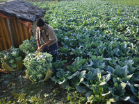 A farmer arranges cauliflower for the market on a winter morning in Kolkata, India, on December 15, 2024. (