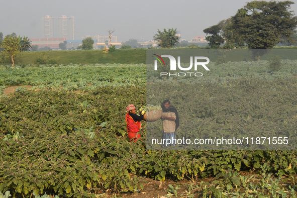 Farmers work in a cauliflower field on a winter morning in Kolkata, India, on December 15, 2024. 