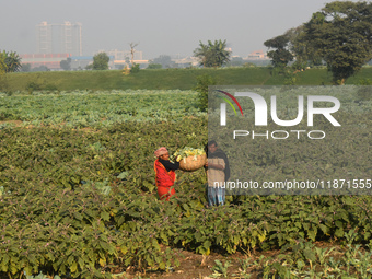 Farmers work in a cauliflower field on a winter morning in Kolkata, India, on December 15, 2024. (