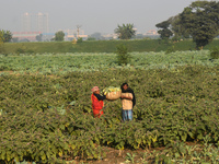 Farmers work in a cauliflower field on a winter morning in Kolkata, India, on December 15, 2024. (