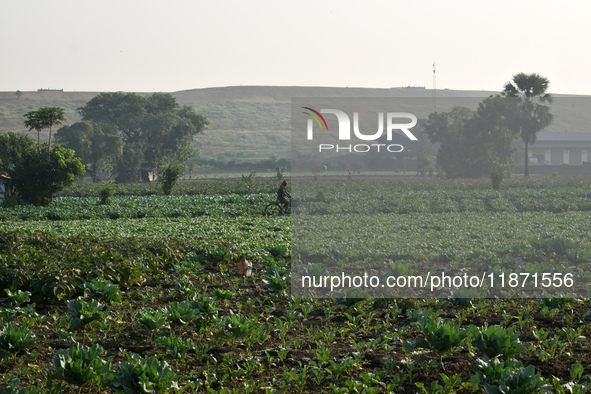 A person rides a bicycle next to a field on a winter morning in Kolkata, India, on December 15, 2024. 